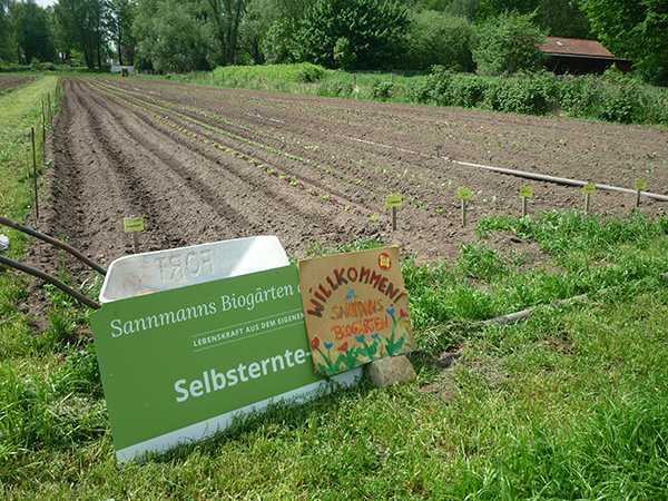Gemüse-Ernte in Sannmanns Bio-Mietgärten